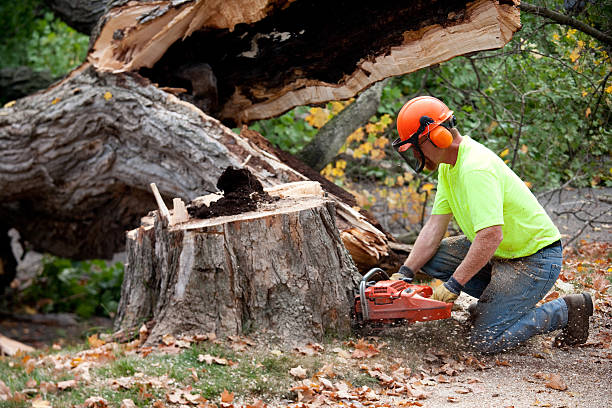 Leaf Removal in Melody Hill, IN